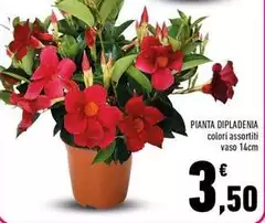Pianta Dipladenia Pianta Dipladenia