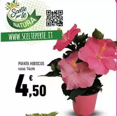 Pianta Hibiscus Pianta Hibiscus