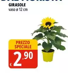 Girasole - Girasole -