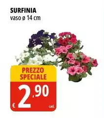 Surfinia Surfinia