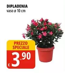 Dipladenia Dipladenia