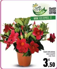 Scelte per te - Pianta Dipladenia Scelte per te - Pianta Dipladenia