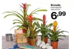 Bromelia