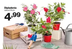 Dipladenia