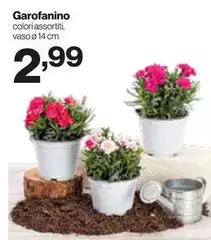 Garofanino