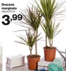 Dracena Marginata