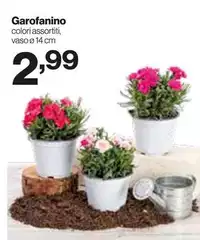 Garofanino