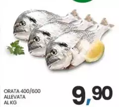 Orata 400/600 Allevata