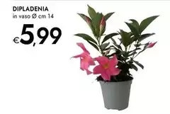 Dipladenia