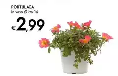 Portulaca
