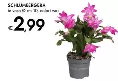 Schlumbergera
