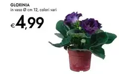 Gloxinia