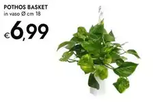 Pothos Basket