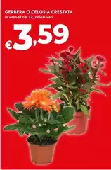 Gerbera O Celosia Crestata