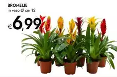 Bromelie