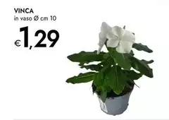 Vinca