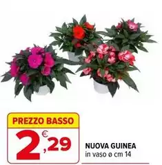 Basso - Nuova Guinea
