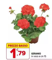 Basso - Geranio
