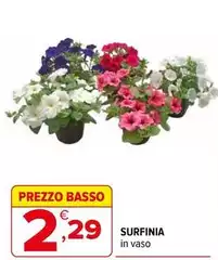 Basso - Surfinia