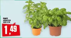 Piante Aromatiche Vaso 14 Cm Piante Aromatiche Vaso 14 Cm