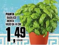 Basilico/ Menta Vaso Da 14 Cm Basilico/ Menta Vaso Da 14 Cm