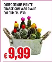 Composizione Piante Grasse 