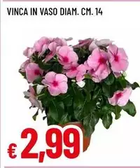 Vinca In Vaso 