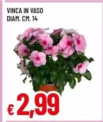 Vinca In Vaso