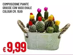 Composizione Piante Grasse 