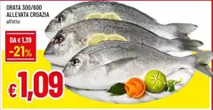 Orata 300/600 Allevata Croazia Orata 300/600 Allevata Croazia
