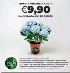 Costa - Questa Ortensia