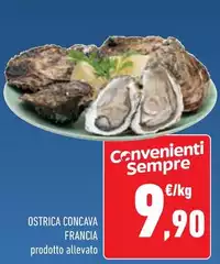 Francia - Ostrica Concava