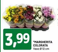 Margherita Colorata