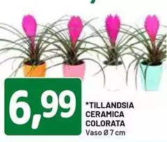 Tillandsia Ceramica Colorata