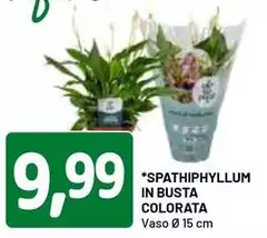 Spathiphyllum In Busta Colorata