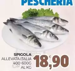Spigola Allevata Italia
