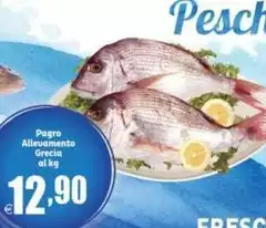 Pagro Allevamento Grecia Pagro Allevamento Grecia