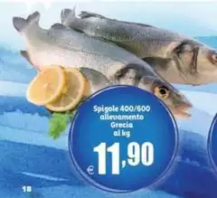 Spigole 400/600 Allevamento Grecia Spigole 400/600 Allevamento Grecia