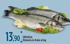 Spigola Allevata In Italia Spigola Allevata In Italia