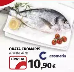Cromaris - Orata Cromaris - Orata
