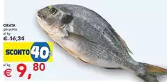 Orata Orata