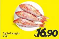 Triglia Di Scoglio