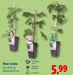 Ficus Carica Ficus Carica