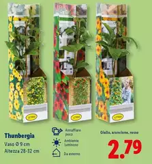 Thunbergia Thunbergia