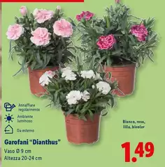Garofani "Dianthus" Garofani "Dianthus"