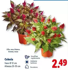 Celosia Celosia