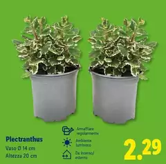 Piectranthus Piectranthus