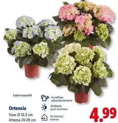 Ortensia Ortensia