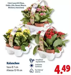 Kalanchoe Kalanchoe