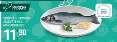 Fresche fette - Spigole Fresche fette - Spigole